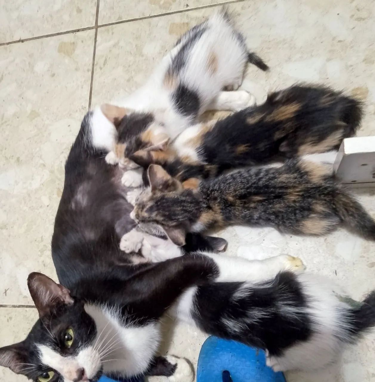 Gatinhos para adoção - Filhotes fofos! - Foto 4