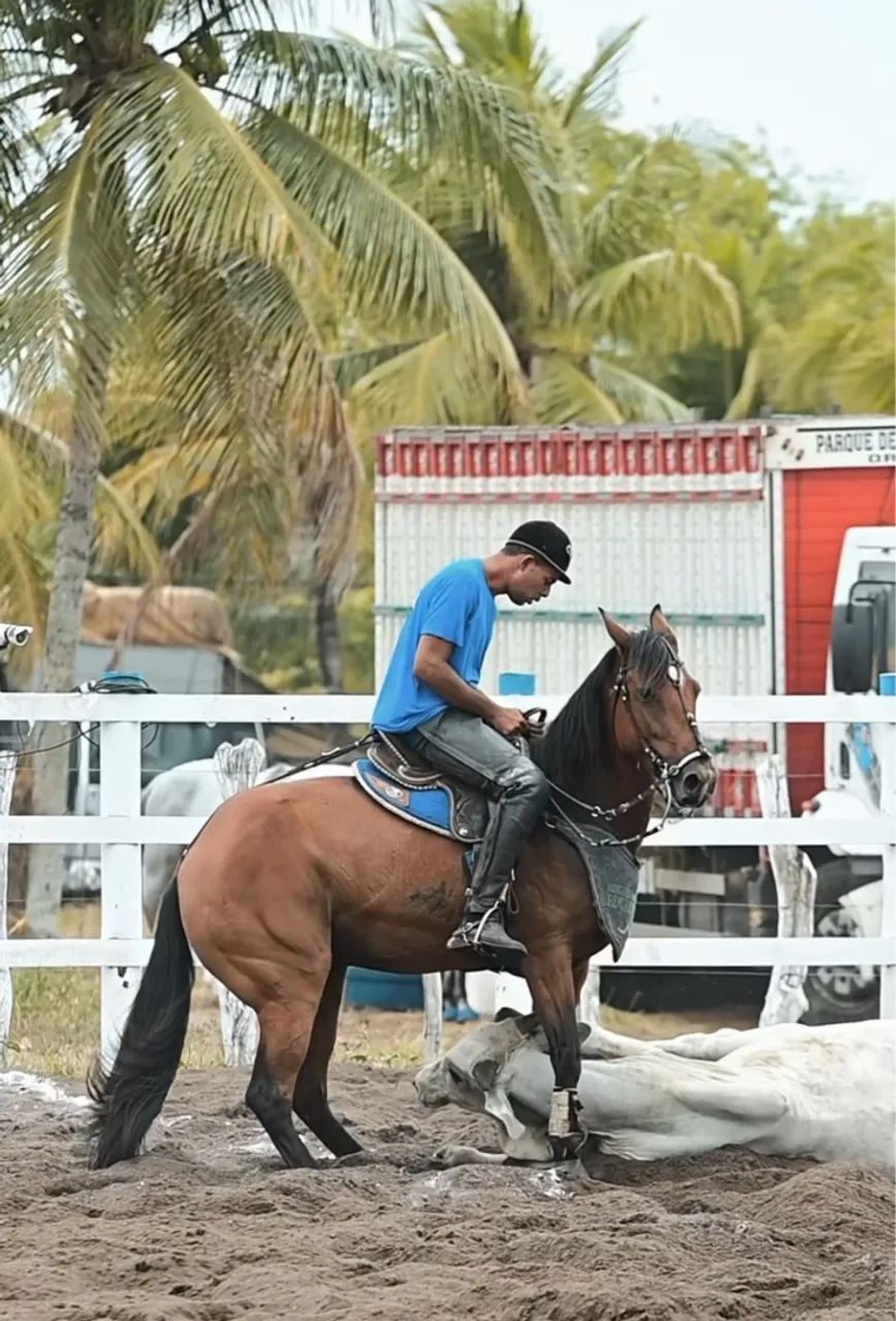 Égua craque na esteira* - Foto 2
