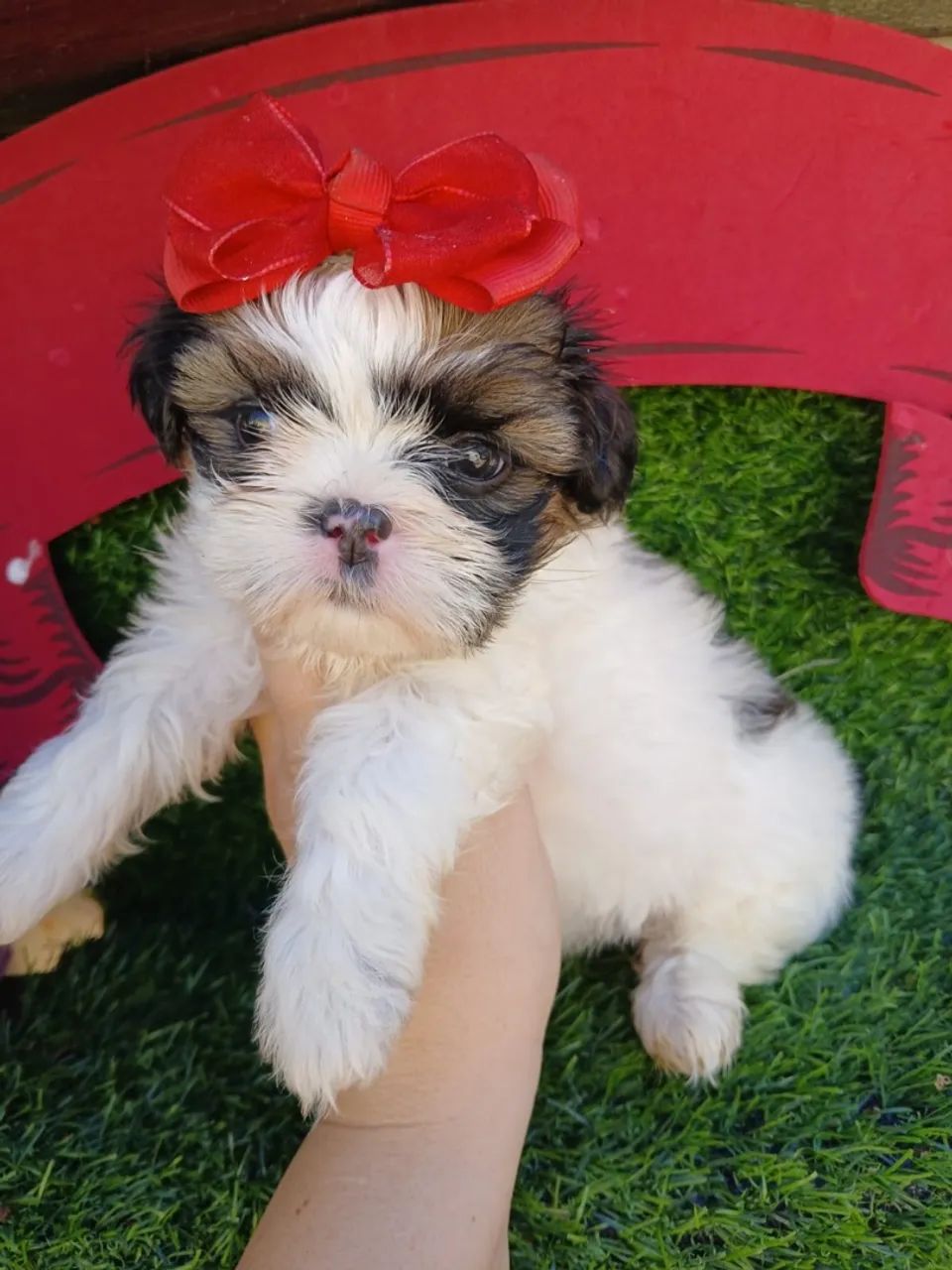 Shitzu femea mini - Foto 2