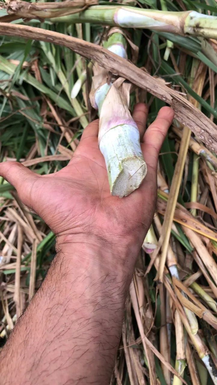 Mudas de BRS CAPIAÇU e BRS KURUMI Alta Produtividade - Foto 4