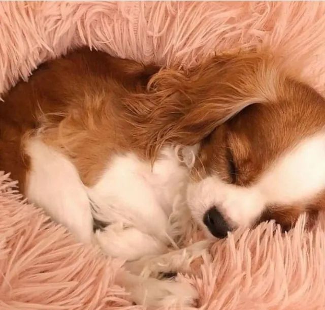 Filhotes Fêmea de  Cavalier King Charles Spaniel 