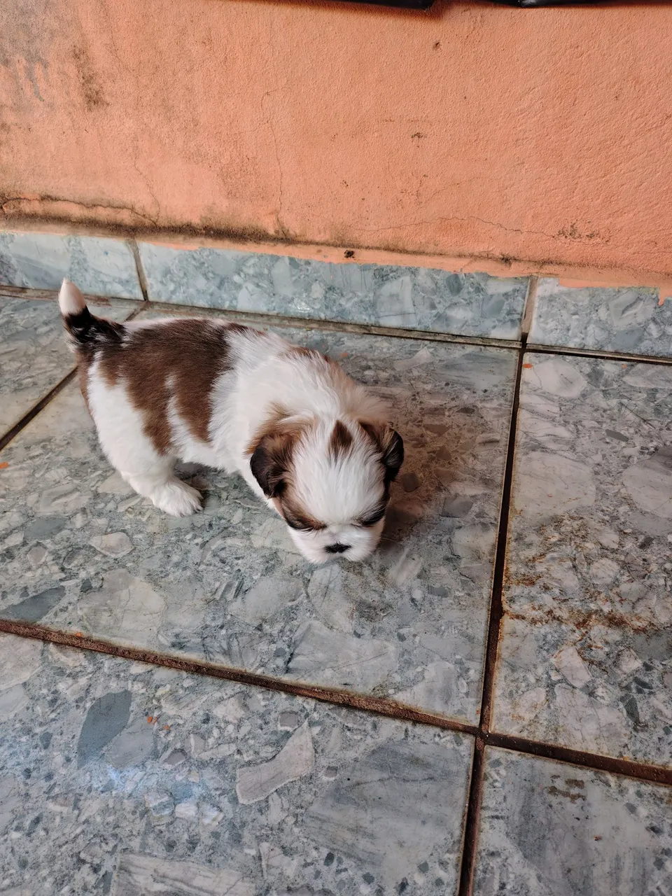 Filhote Shih Tzu macho, fêmea pug