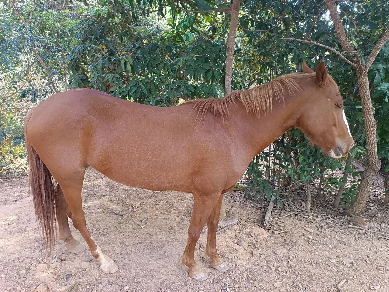 Égua castanho com mancha branca, 3.300.00 com uma cela australiana completa - Foto 3