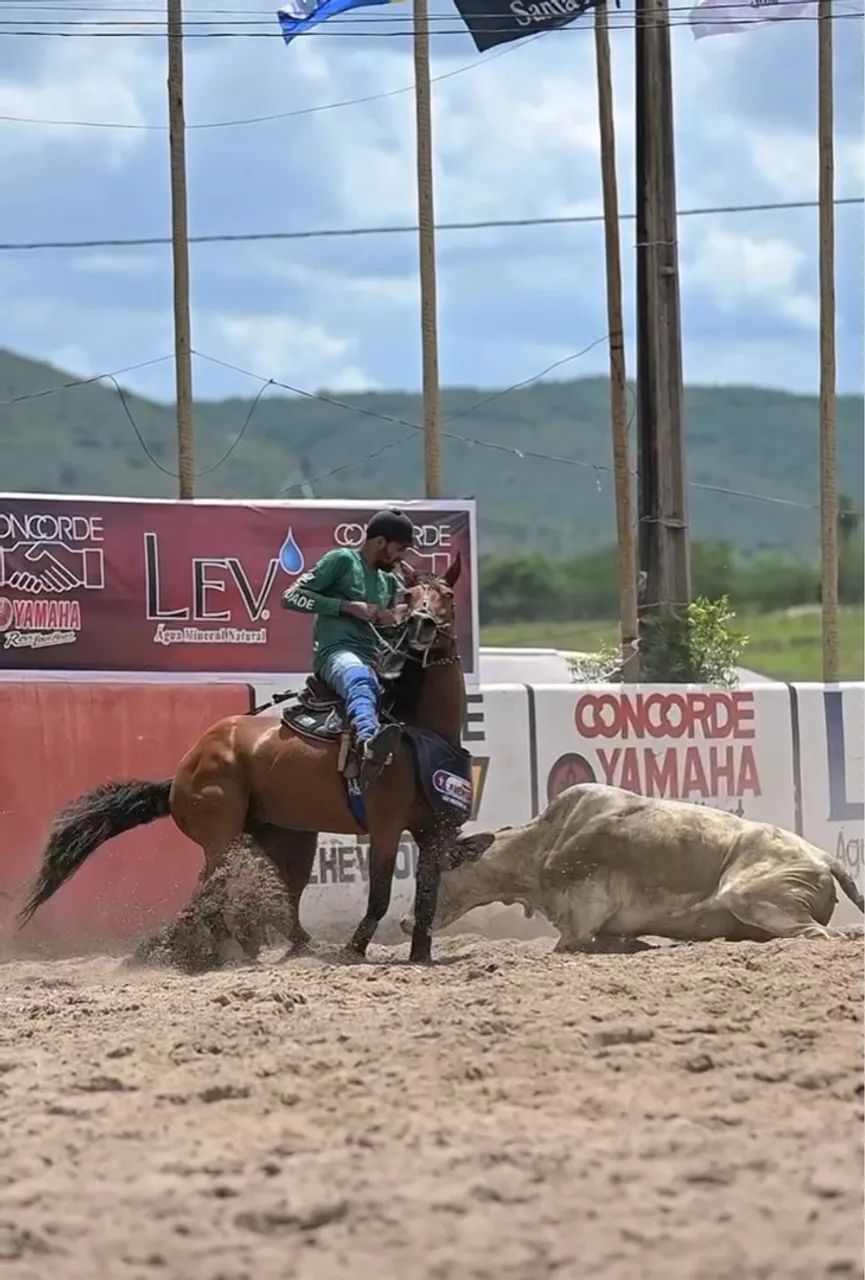 Égua craque na esteira* - Foto 3