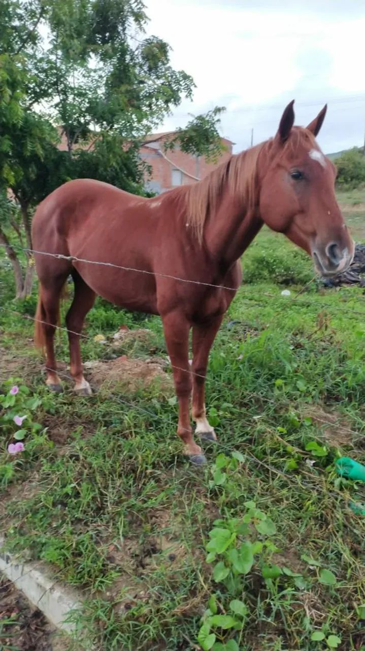 Potra para venda - Foto 2