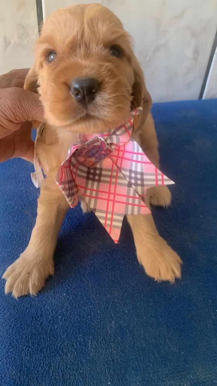 Cocker Spaniel Inglês - Garantia de Saúde - Loja Física - Parcelamos em Até 12x Sem Juros