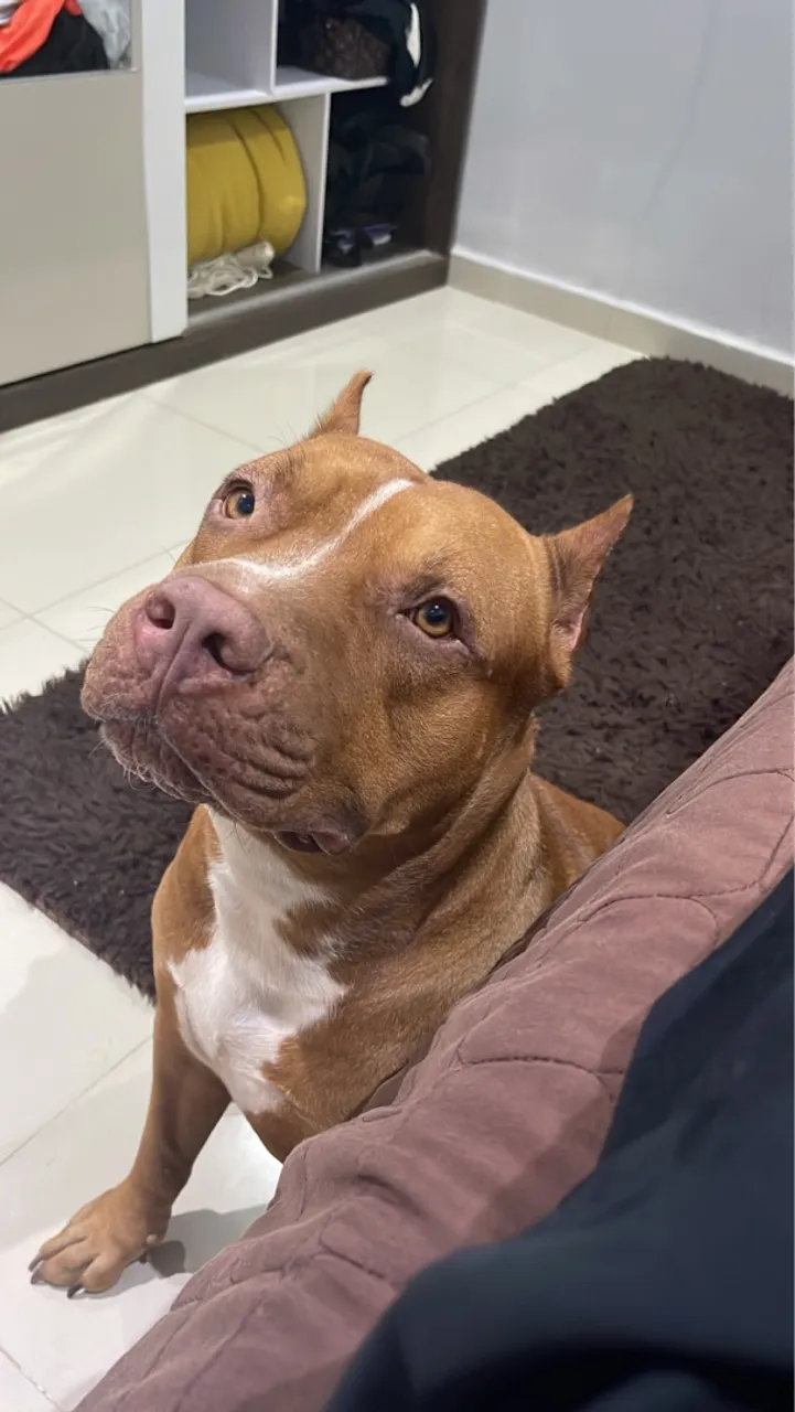 Pitbull procurando cadela pra cruzar