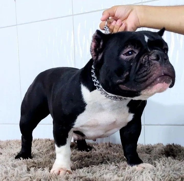 American Bully MICRO - Foto 4