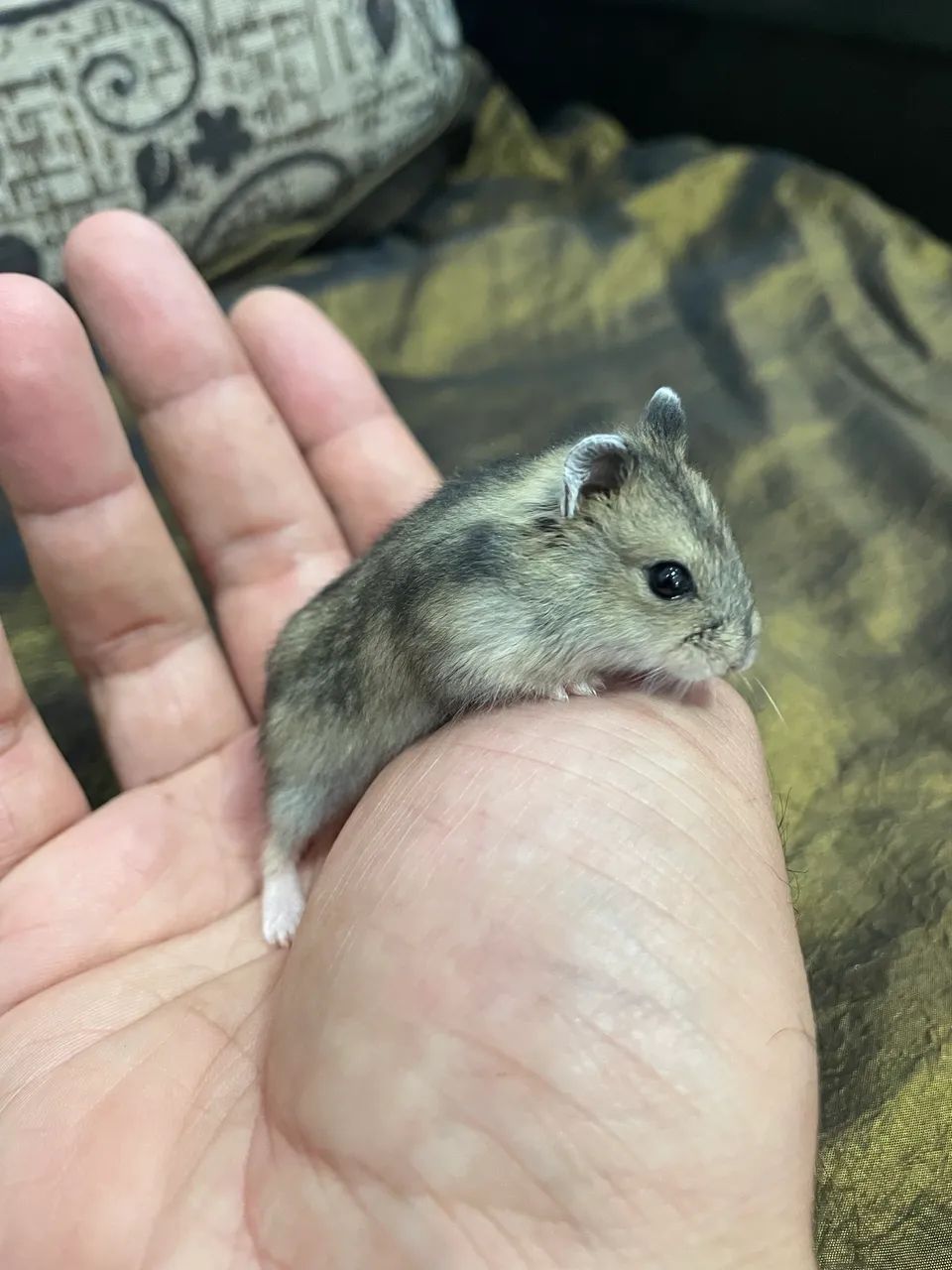 Hamster filhotes64313863817219125