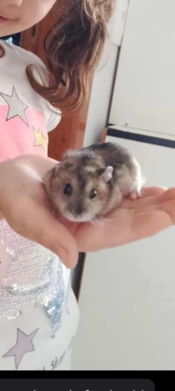 Hamster fofo