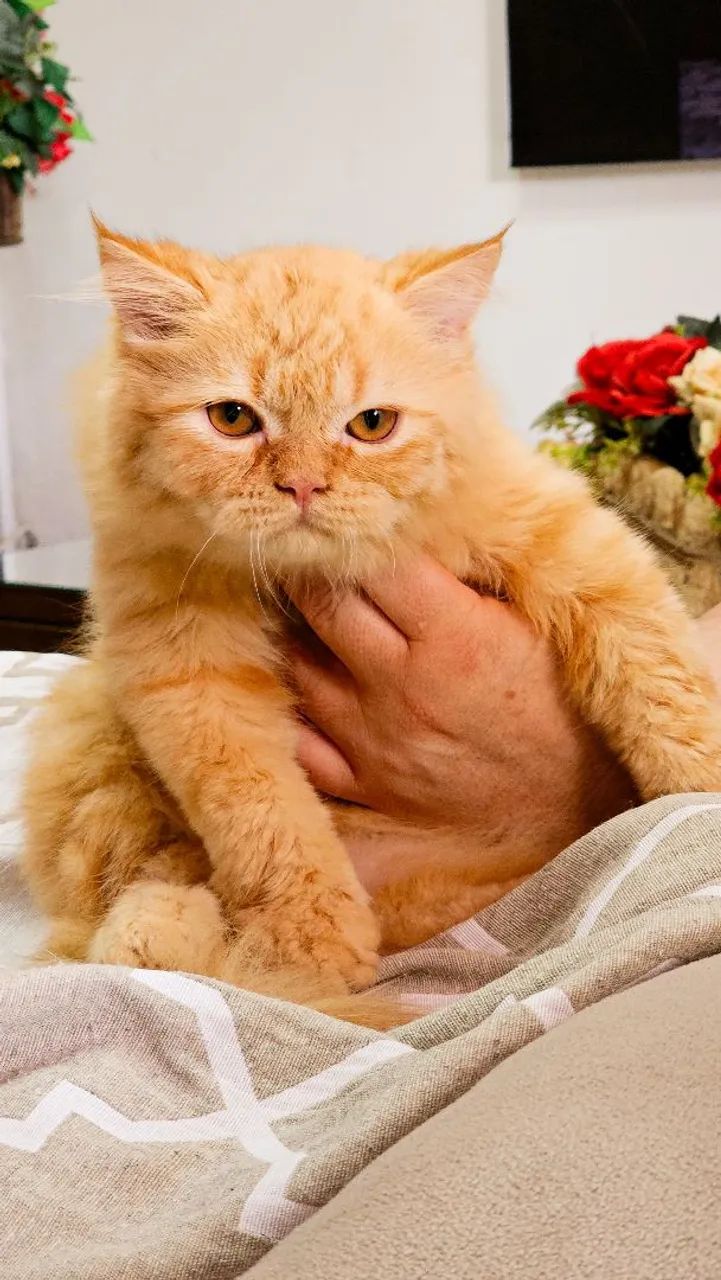 Lindos Filhotes de Gatos Persa - Foto 2