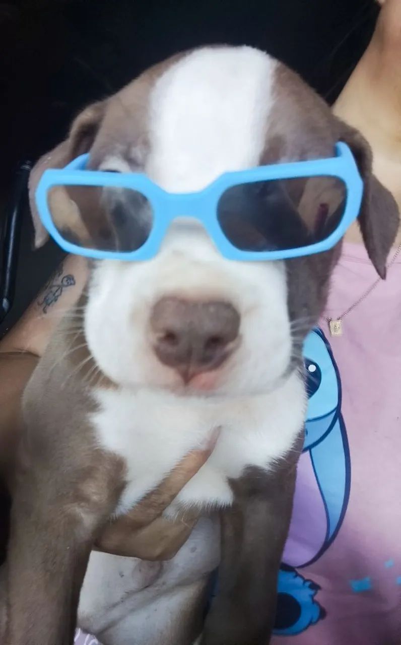 Pitbull APBT x RED NOSE  - Foto 4