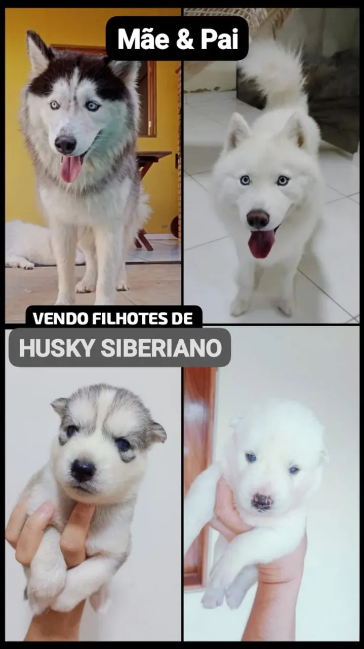 Filhotes de Husky Siberiano à Venda