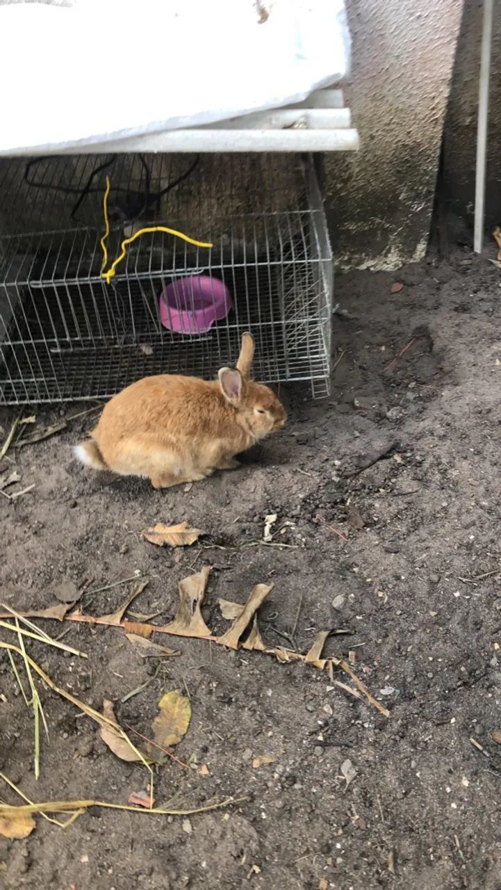 Coelha. Adulta  - Foto 2