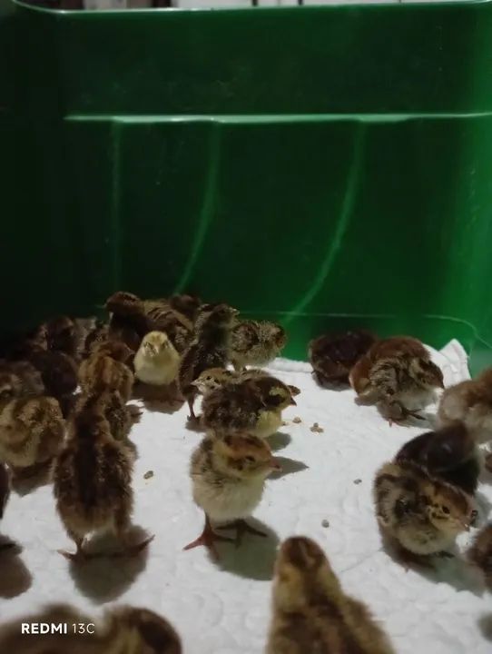 Filhotes de codornas