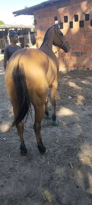 VENDE OU TROCA-SE EGUA QUARTO DE MILHA! - Foto 5