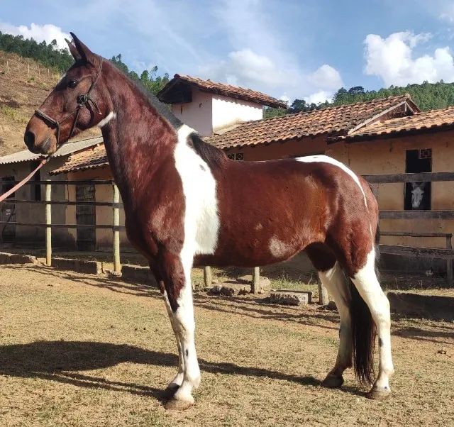 Égua MARCHA PICADA  - Foto 5