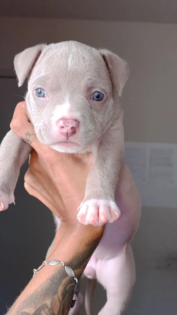Filhots American Bully Standard 1200