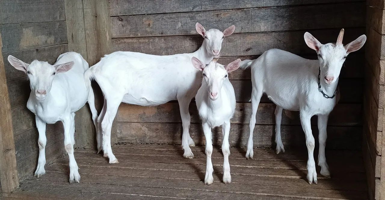 Cabras Saanen  - Foto 5