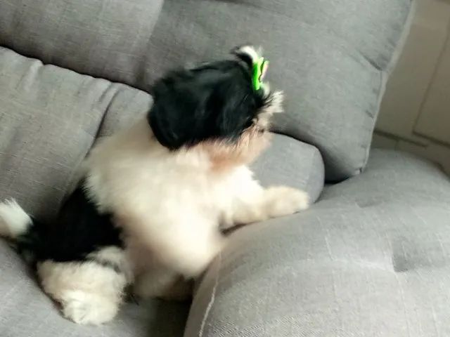 Fêmea com 3 meses  - Foto 6