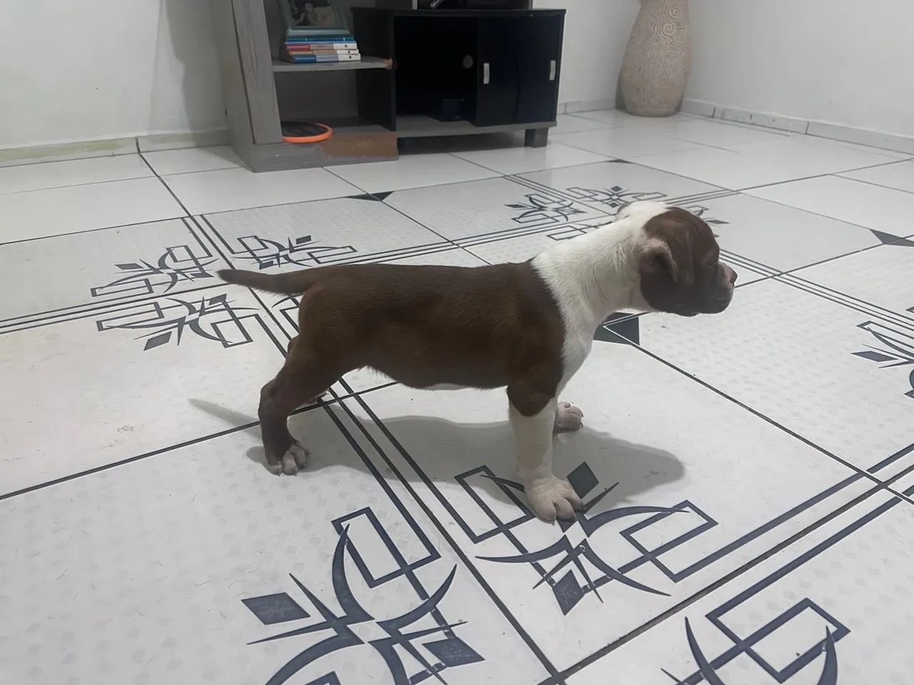 Filhote old inglês Buldog disponível 