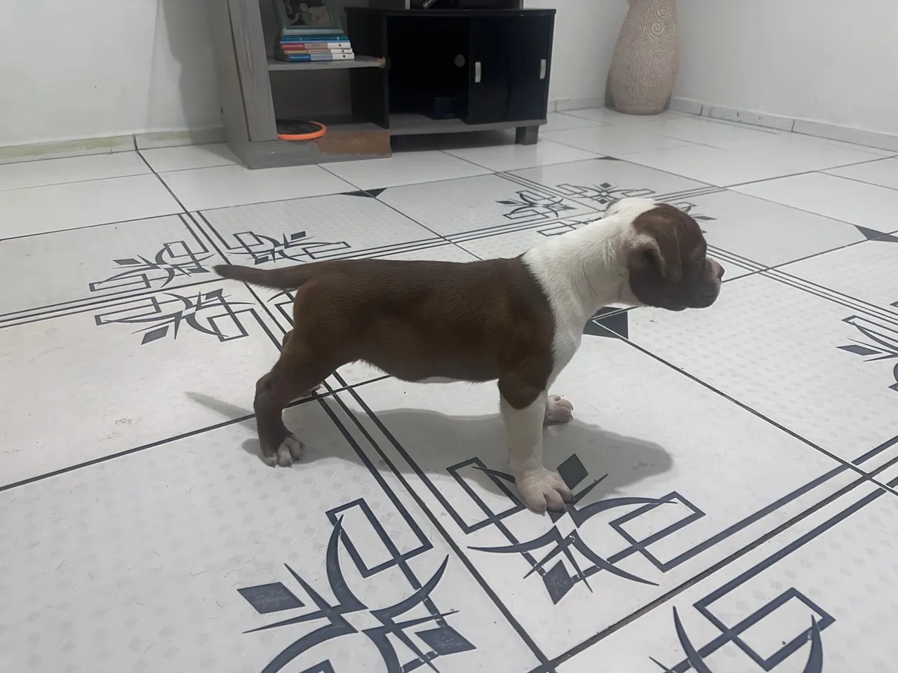 Filhote old inglês Buldog disponível