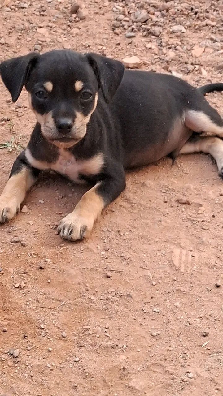Cachorro pinscher  - Foto 2