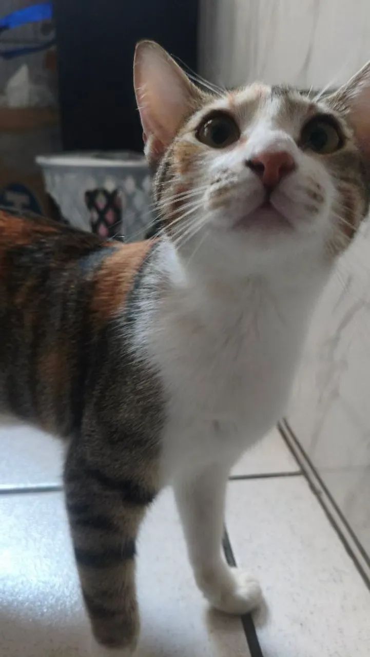 ADOÇÃO RESPONSÁVEL  - Foto 2