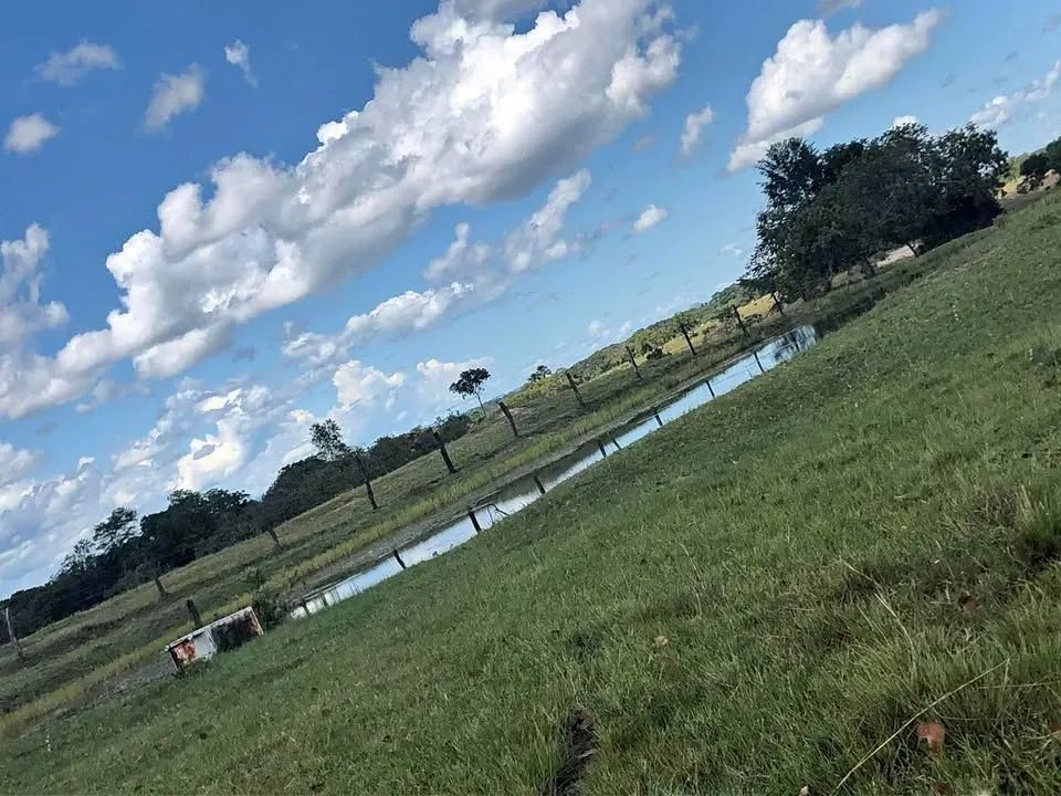 Foto - Porto Velho - Castanheira