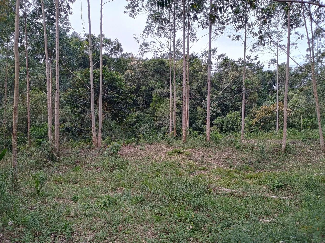 ANITÁPOLIS/SC - Ótimo terreno para sítio com 2.8hectares  - Foto 4