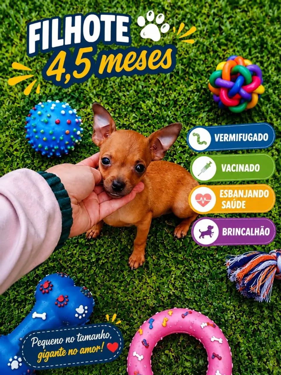 Pinscher Macho