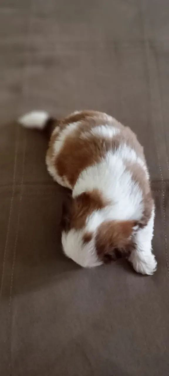 Mini Shin tzu . Eu tenho os filhotes mais lindos.  - Foto 4