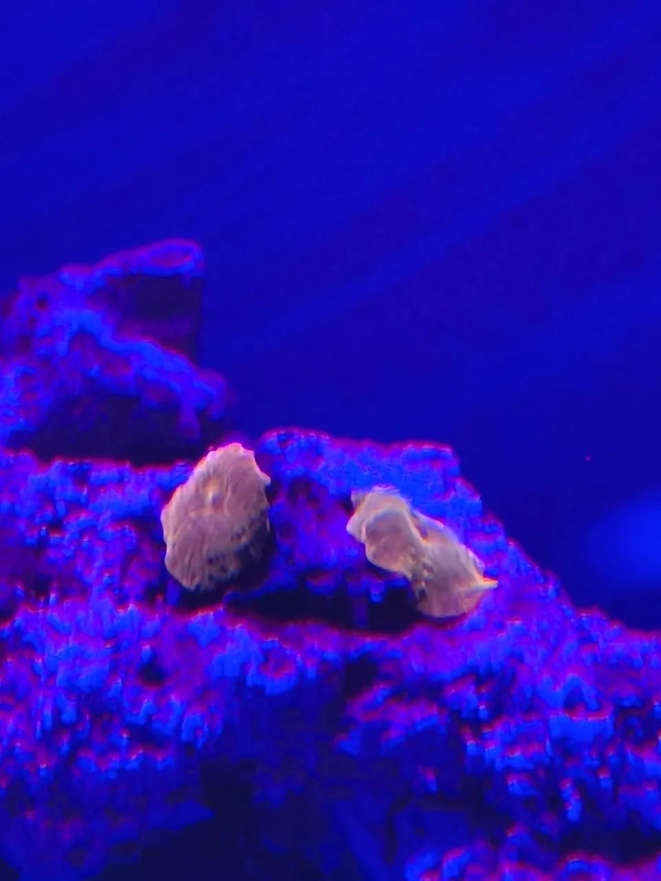 Suporte com lente especial p tirar fotos de corais coral aquário marinho - Foto 3
