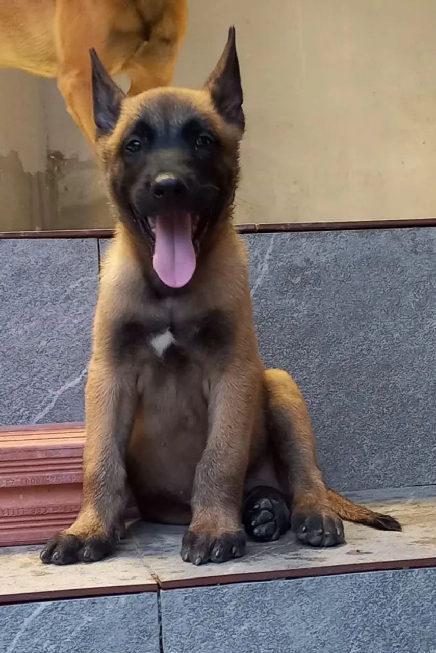 Pastor Malinois!  - Foto 4