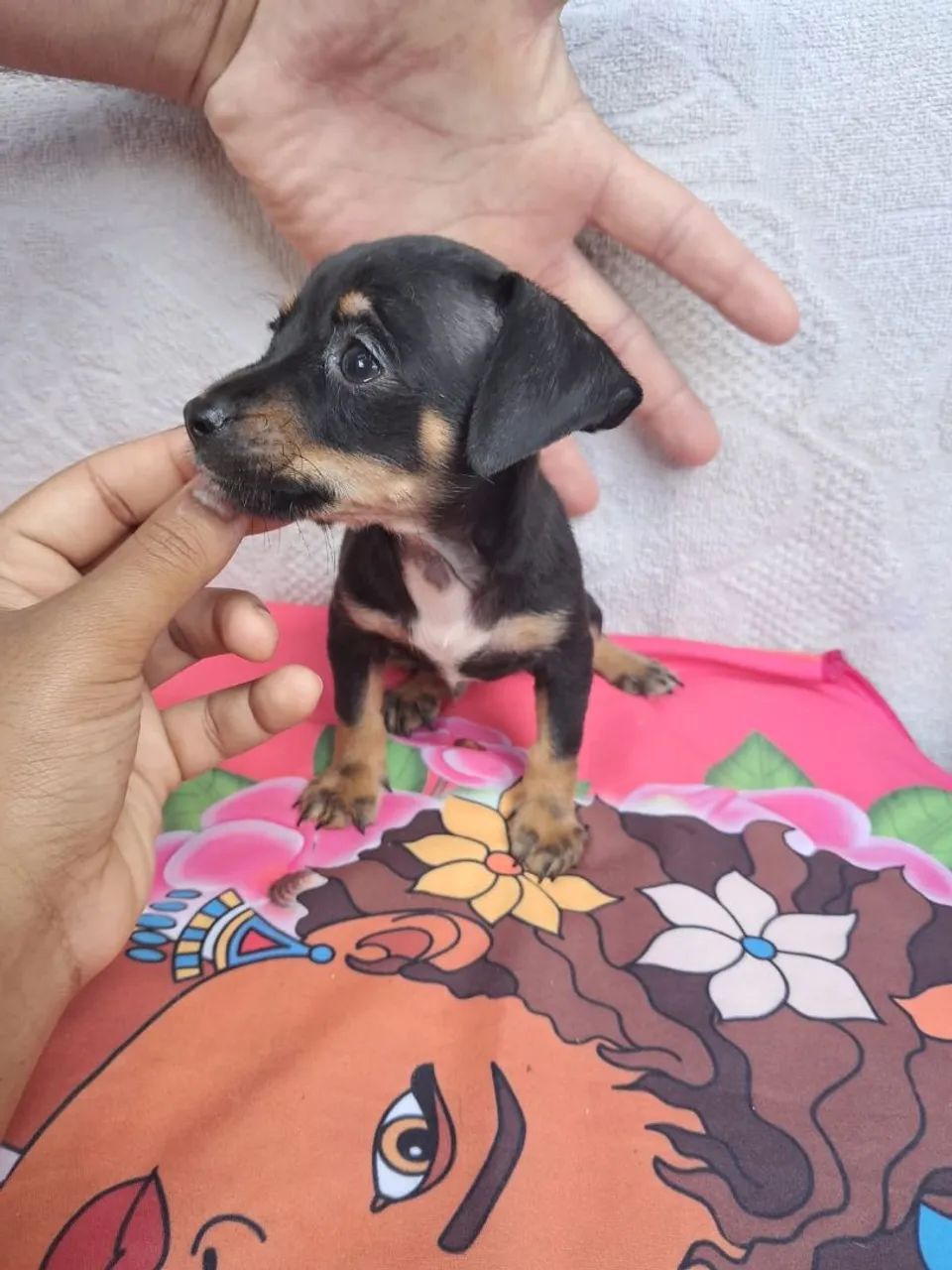 Pinscher macho 