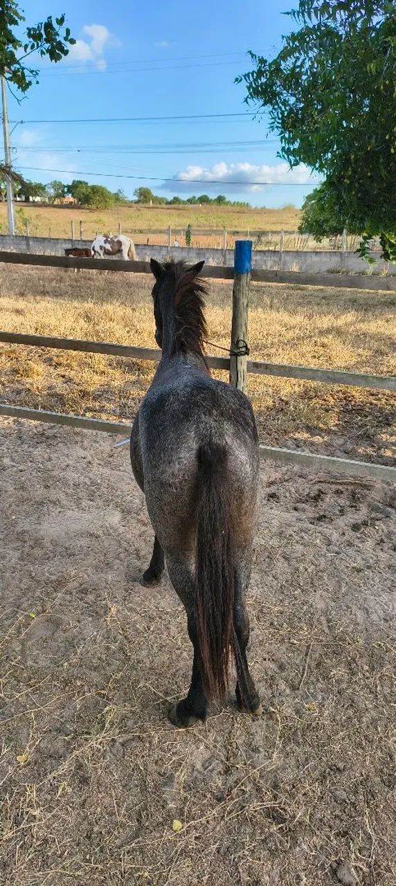 Pônei Rosilho de proto - Foto 3