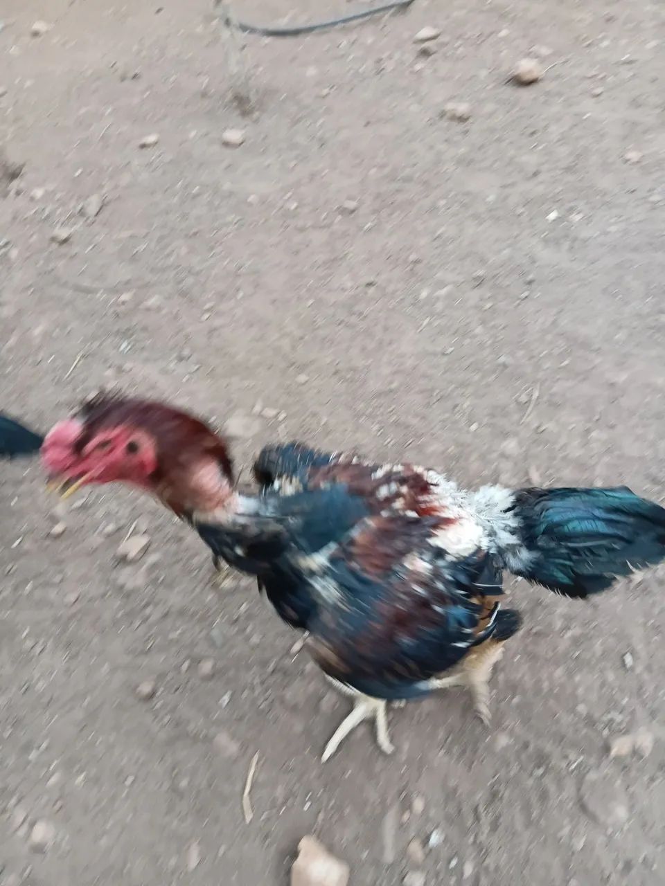 Frango indio - Foto 2