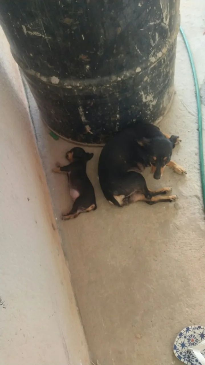 Cachorro - Foto 2