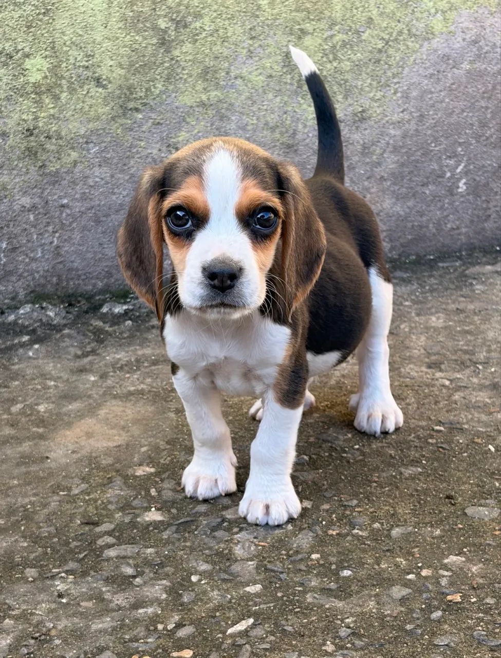 Filhote de Beagle  - Foto 2