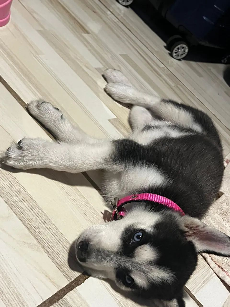 Vendo filhote de husky siberiano fêmea - Foto 3