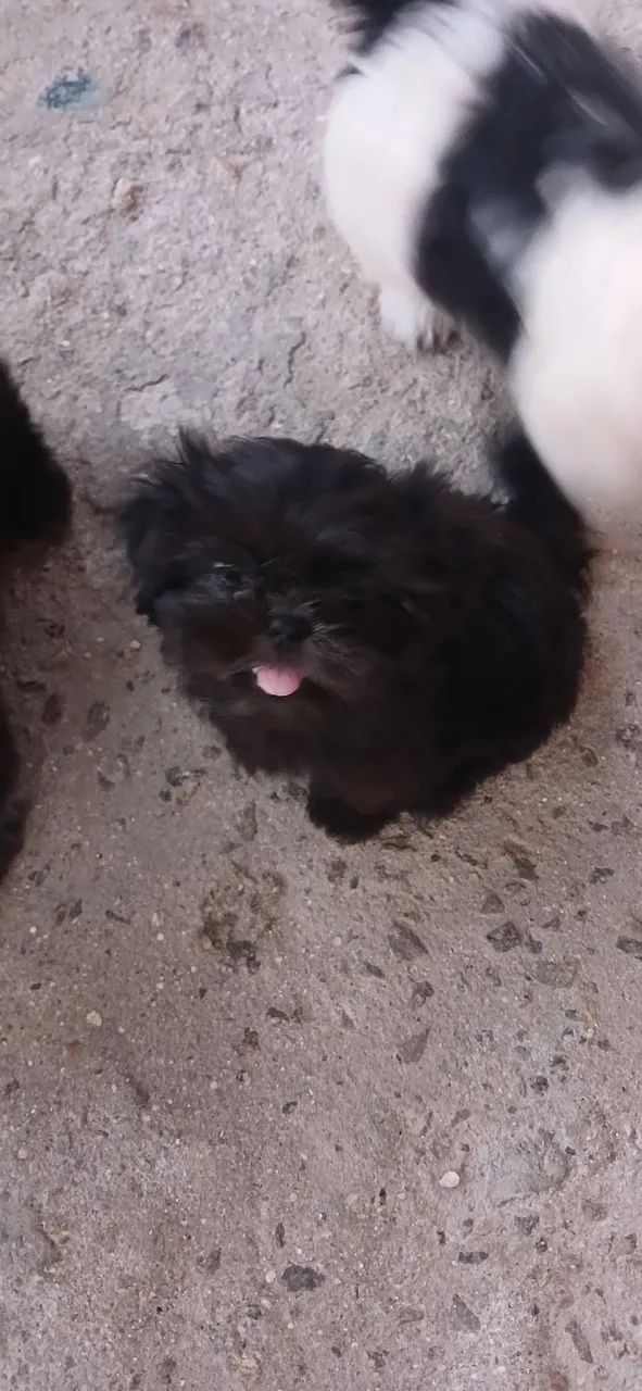 Shih tzu fêmea última da ninhada 