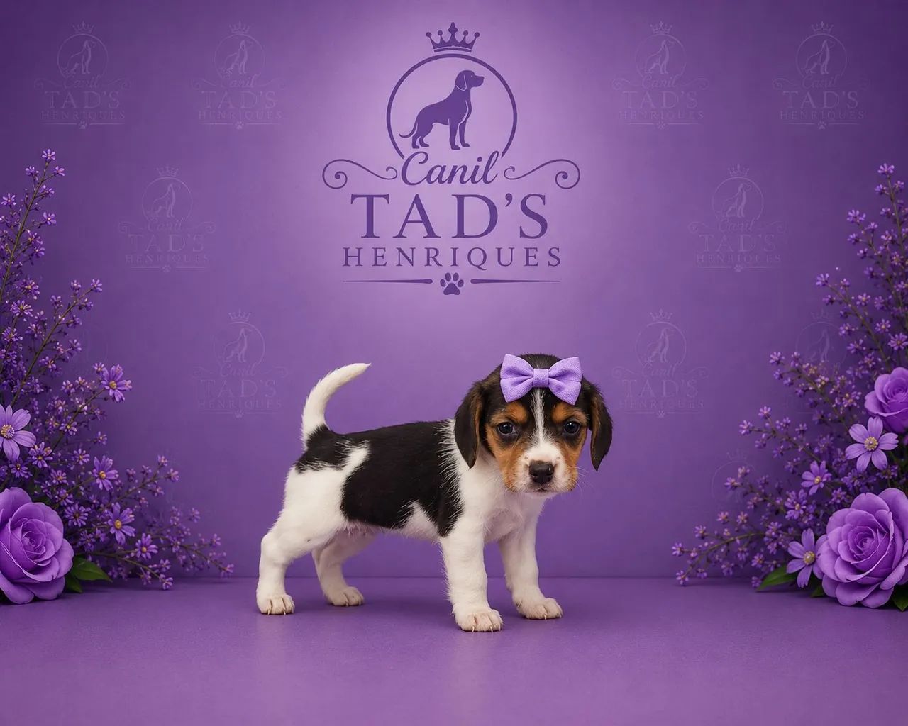 BEAGLE  - LINDOS BBS