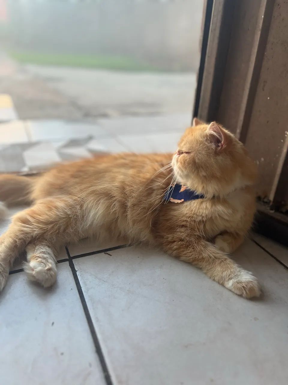 Gato Persa 11 Meses - Foto 2