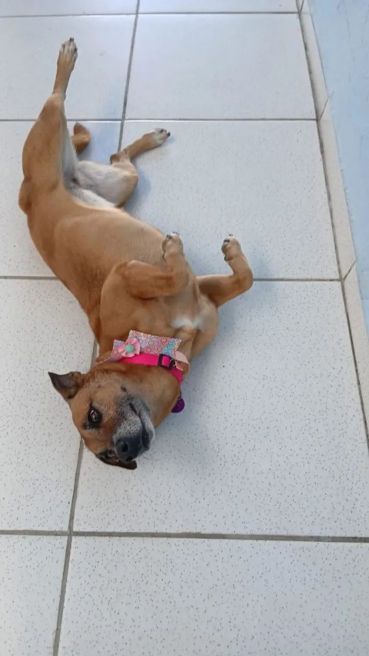 Doação responsável  - Foto 2