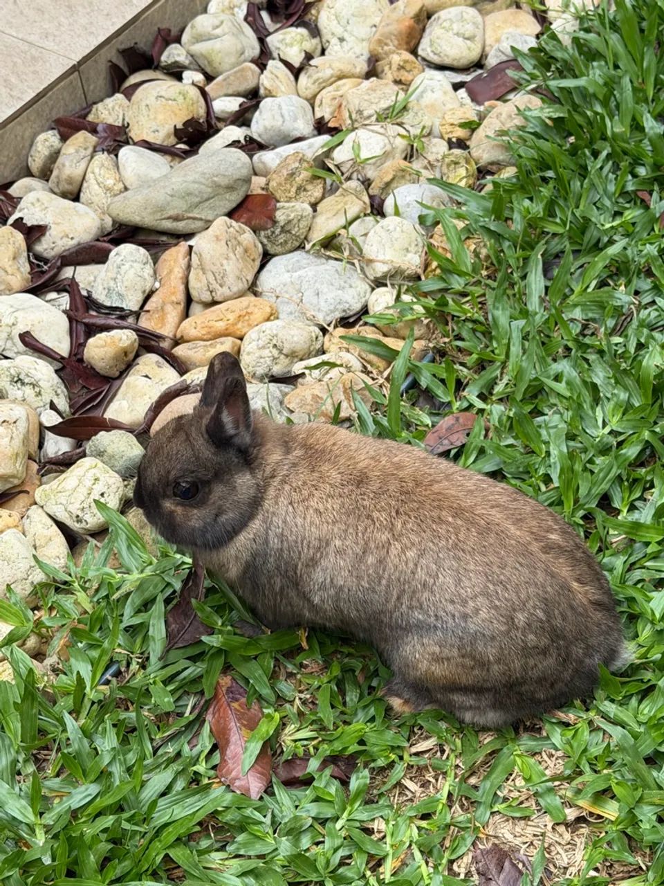 Mini coelho Netherland Dwarf
