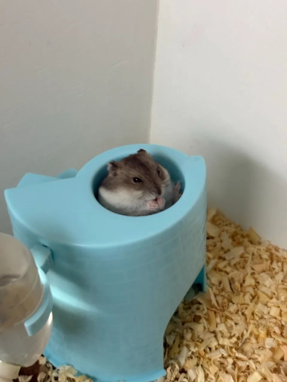 Hamster anão russo  - Foto 3