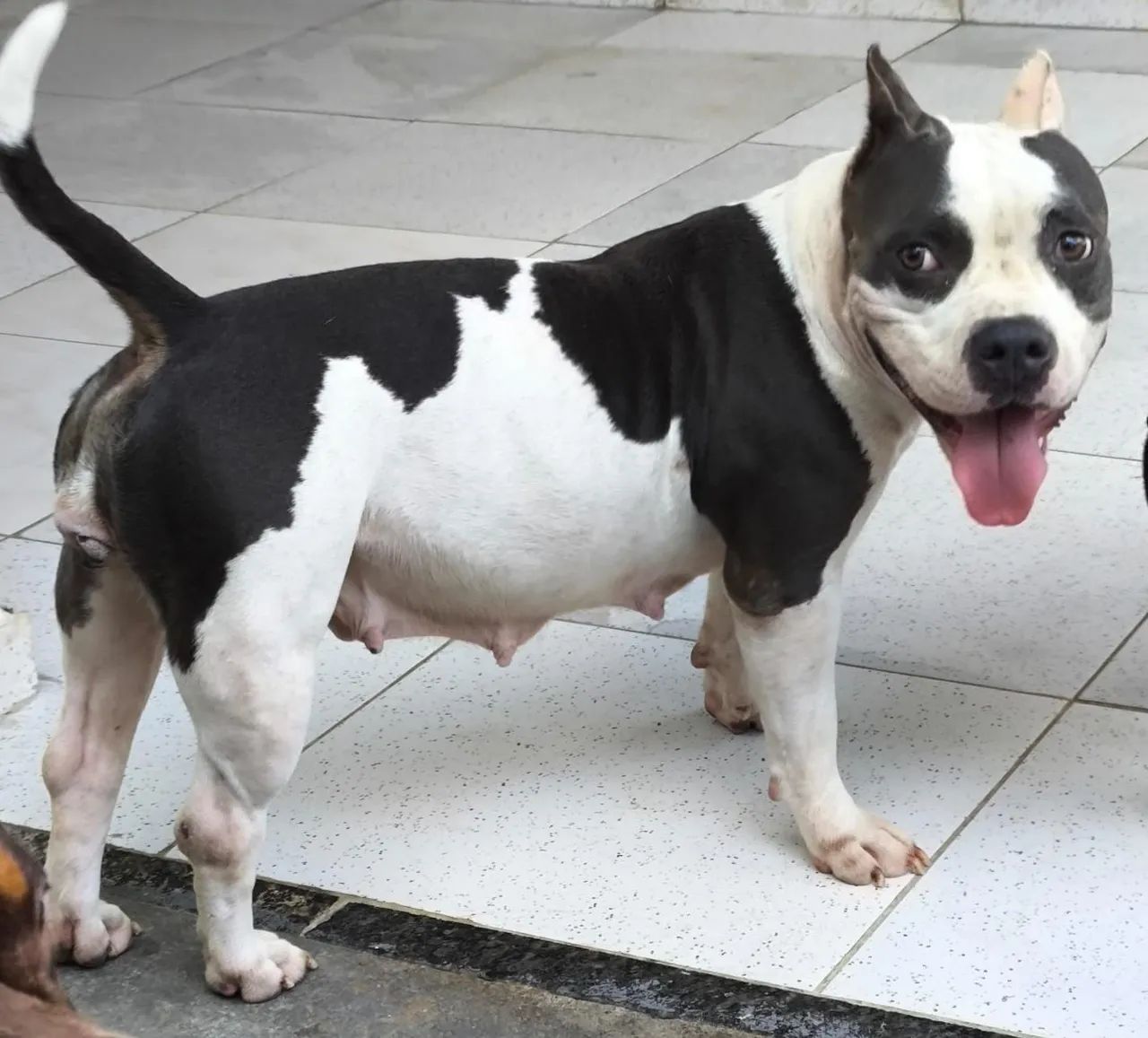 Fêmea american bully 6 meses - Foto 3