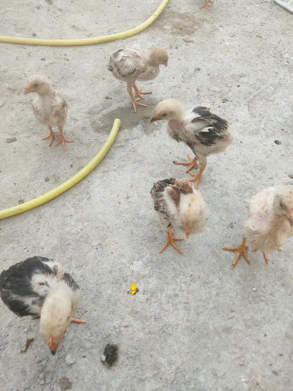 Galinhas, galos e pintinhos