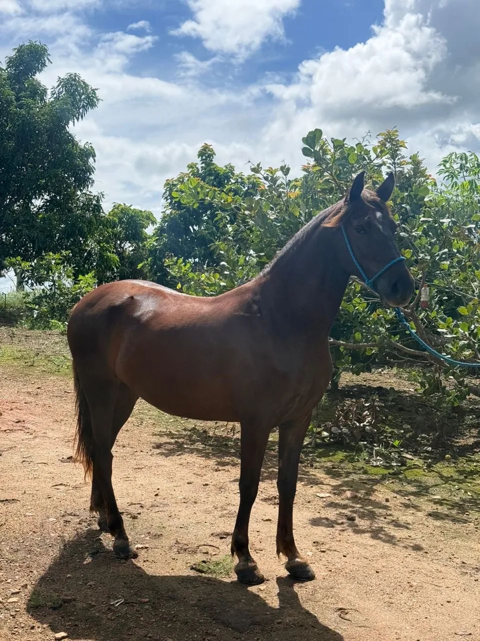 Cavalo mangalarga marchador  - Foto 2