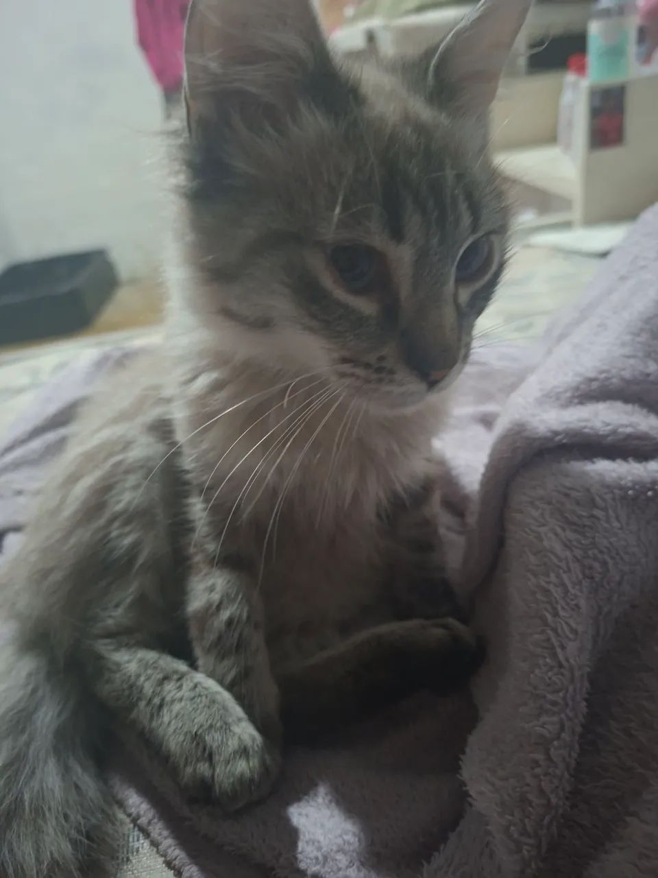 Gato filhote para doação urgente!!